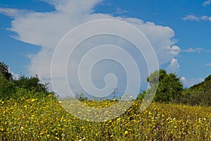 Field of Crown Daisies with Thunderhead Cloudqq