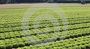 field cultivated with green lettuce on the plain in summer