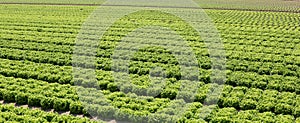 field cultivated with lettuce on the plain