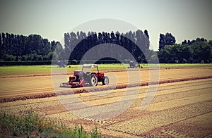 Field cultivated with lettuce and tractor during sowing of littl