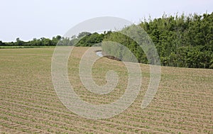 Field cultivated in the Padana plain in italy photo