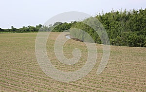 Field cultivated in the Padana plain in italy