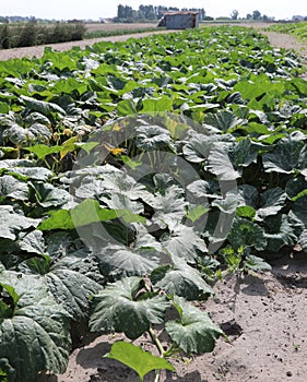 field cultivated with pumpkin and courgettes in the plain with v