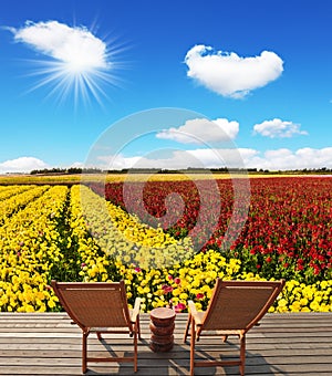 The field for cultivation of buttercups