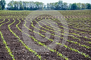 Field with curved rows of young corn