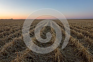 Field of Cut Prairie Wheat at Sunset