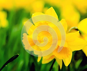 Field of daffodils