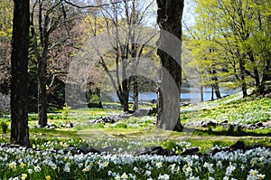 A field of daffodils in new england photo