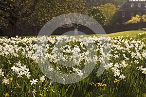 A Field of Daffodils.