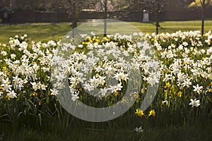 A Field of Daffodils.