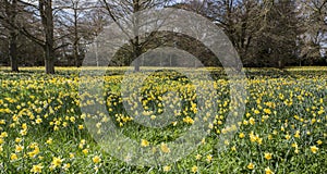 A field of Daffodils photo