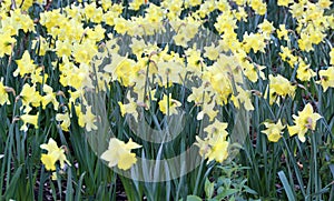 Field of daffs