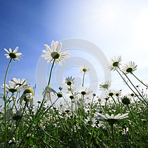 Field of daisies