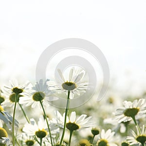 Field of daisies