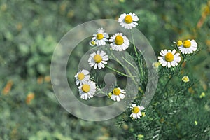 Field of daisies