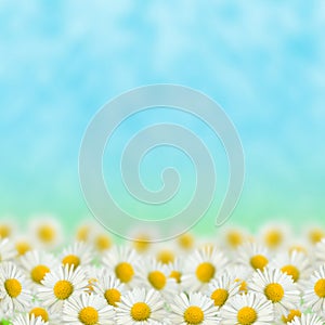 Field of daisies