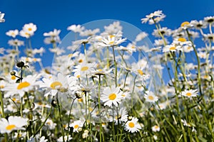 Field of daisies