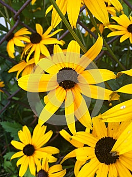 Field Of Daisies