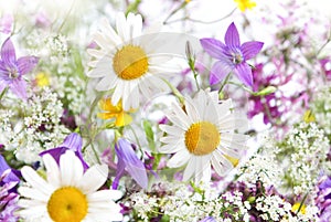 Field of daisies.