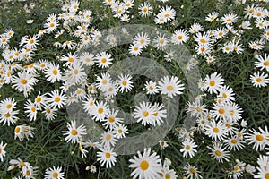 Field of daisies
