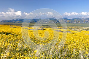 Field of Daisies