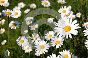 Field of daisies