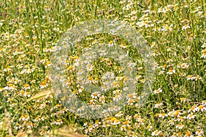 Field of daisies for background