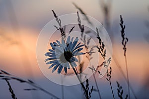 Field daisies on background of sunset sky