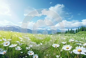 a field with daisies and beautiful blue sky