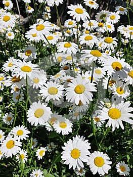 field of daisies, beautiful white chamomile in the garden