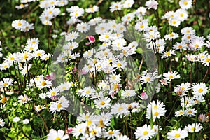 Field of daisies in bloom, detail