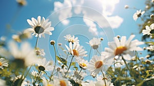 A field of daisies with a blue sky in the background, AI