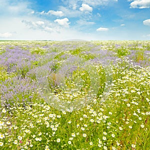 Field with daisies and blue sky,