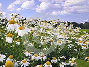 Field of Daisies or Chamomile photo