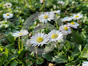 Field of daisies - Common wild daisy flowers in the grass