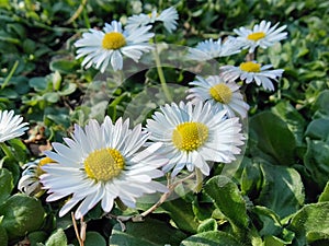 Field of daisies - Common wild daisy flowers in the grass