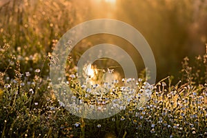 Field daisies in dew on a morning meadow in spider webs and sunlight. beautiful summer morning.