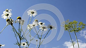 Field daisies and dill sway in the wind. A Bush of daisies on a background of blue sky and white clouds. Wild herbs and flowers