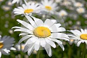 Field of daisies with an emphasis on one flower. Chamomile, chamomile moon