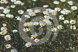 Field of daisies in green grass in summer weather. Photo full of Bellis perennis. A romantic flower full of tenderness, love and