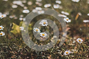 Field of daisies in green grass in summer weather. Photo full of Bellis perennis. A romantic flower full of tenderness, love and