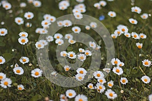 Field of daisies in green grass in summer weather. Photo full of Bellis perennis. A romantic flower full of tenderness, love and