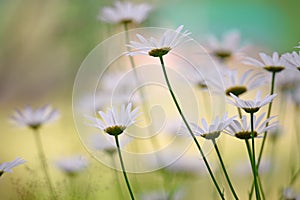 Field daisies on a green meadow on a summer day. Soft selective focus
