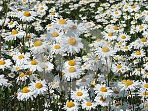 Field of daisies on the island in summer  Helsinki, Finland