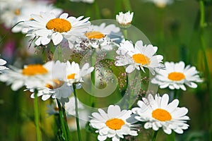 Field daisies. many summer flowers in  meadow on sunny day