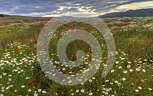 A field of daisies, poppies and mountain lavender high in the mountains