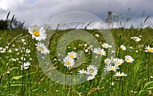 Field of Daisies