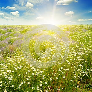 Field with daisies and sun on blue sky,