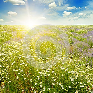 Field with daisies and sun on sky, focus on foreground