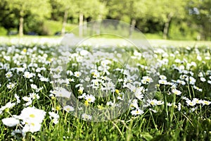 Field of Daisies on a Sunny Day